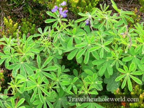 Mt. Garibaldi Vegetation