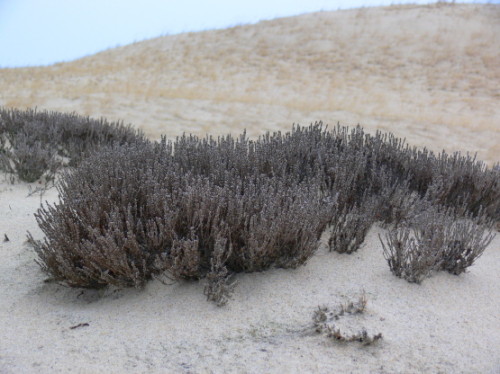 Massachusetts Cape Cod Sands