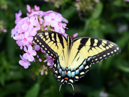 Virginia Monticello Butterfly