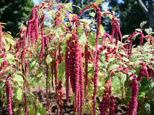 Virginia Monticello Plants