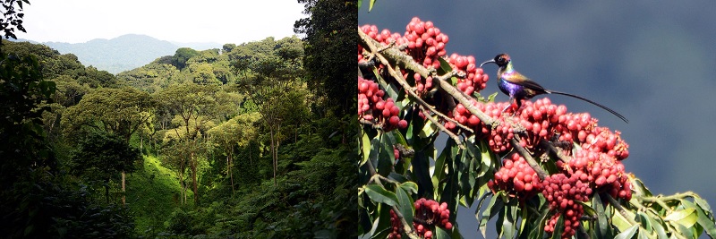 Nyungwe