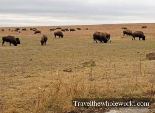 Oklahoma Tallgrass Prairie Bison Herd